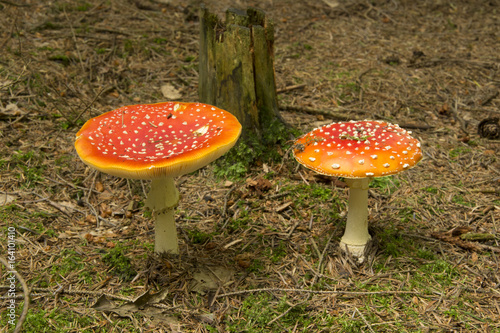 Amanita muscaria, two mushrooms, red fungus
