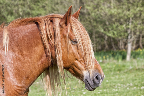 Primer plano de un caballo de color marrón © PLG