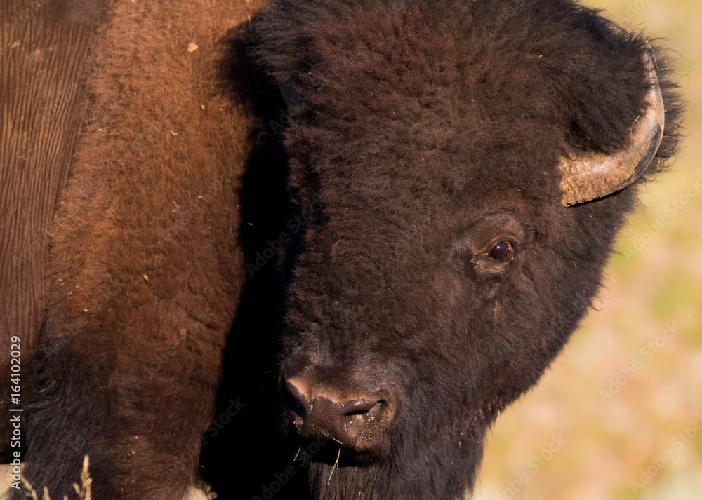 Fototapeta premium American bison in the Lamar Valley in Yellowstone National Park, Wyoming