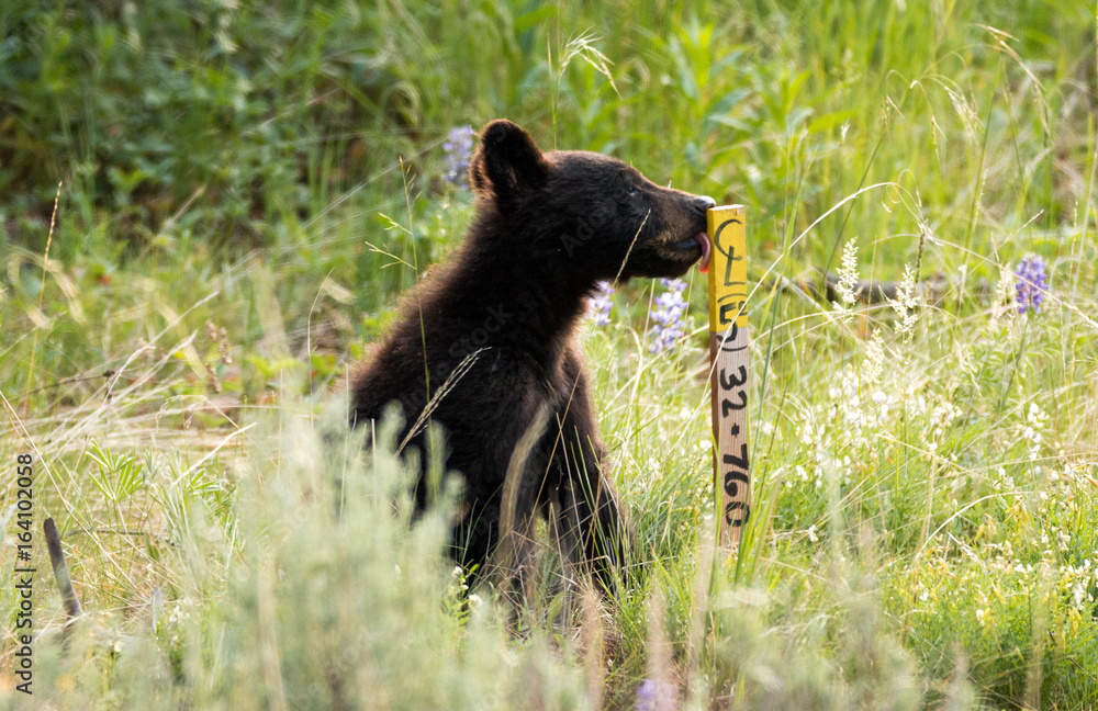 Naklejka premium Cute black bear cub in Yellowstone National Park, Wyoming