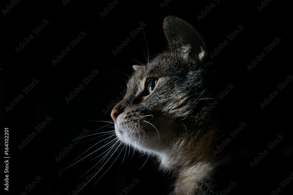 Obraz premium Kätzchen Seitenprofil schwarzer Hintergrund