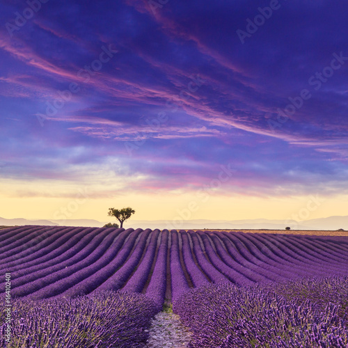 Fototapeta Naklejka Na Ścianę i Meble -  Lavender field summer sunset landscape
