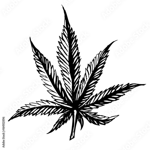 Cannabis leaves Sketch hand drawn isolated on white background.