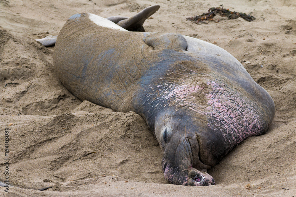 Elephant Seals, Big Sur, California Elephant Seals, Big Sur, California
