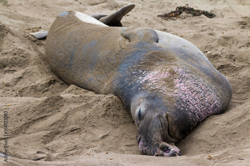 Elephant Seals, Big Sur, California