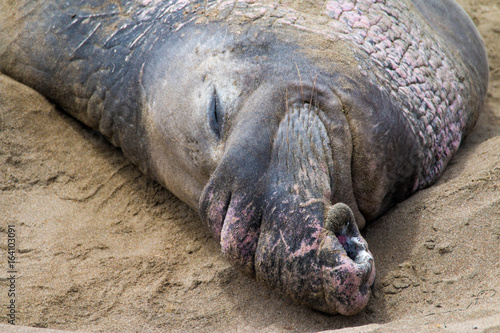 Elephant Seals, Big Sur, California