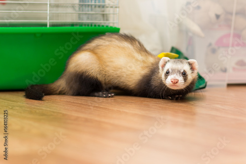 Ferret for 5 months sits on the floor near its cage