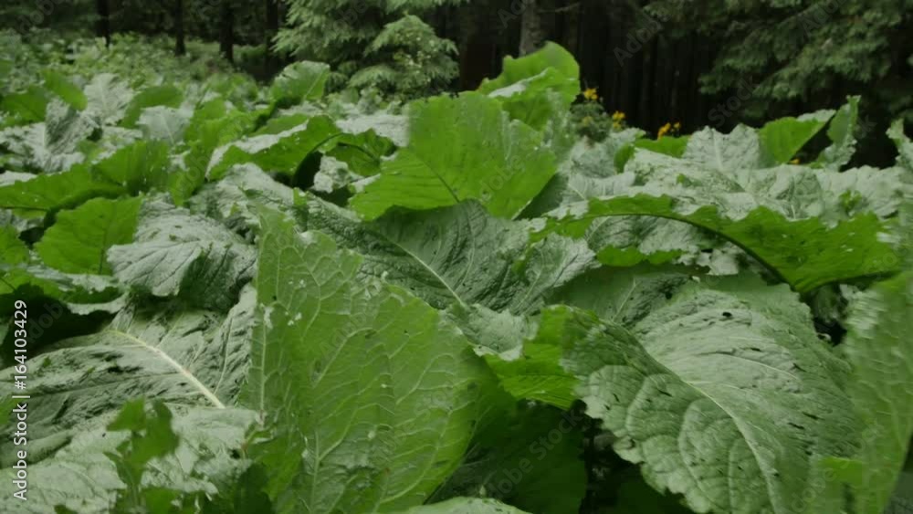 green leaves of burdock shakes on the wind in forest. smooth movement in nature green leaves of burdock shakes on the wind in forest. smooth movement in nature