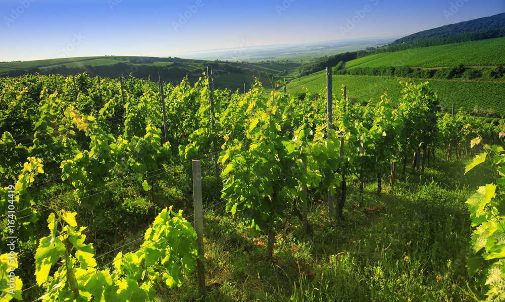 Vineyard in Villany Hungary, panorama view