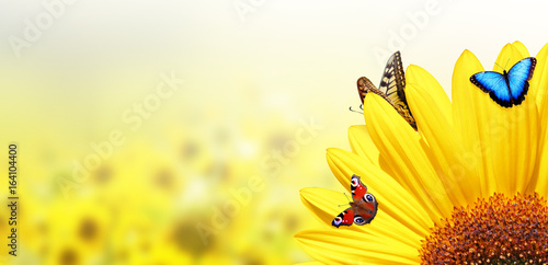 Fototapeta Naklejka Na Ścianę i Meble -  Wunderschöne Sonnenblume mit Schmetterlingen