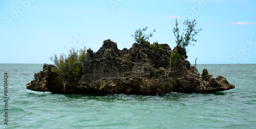 Corail géant Morne Ile Maurice