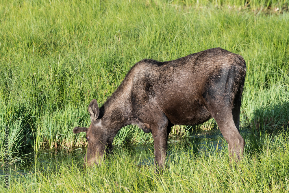Fototapeta premium Shiras Moose of The Colorado Rocky Mountains