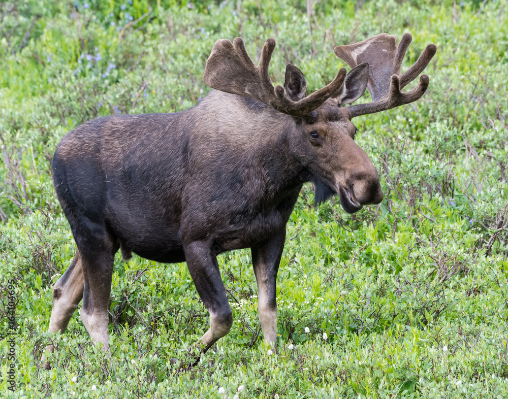 Fototapeta premium Shiras Moose of The Colorado Rocky Mountains