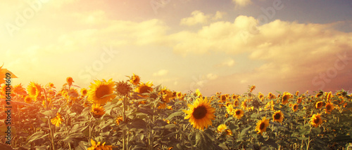 Fototapeta Naklejka Na Ścianę i Meble -  Wunderschöne Sonnenblumen