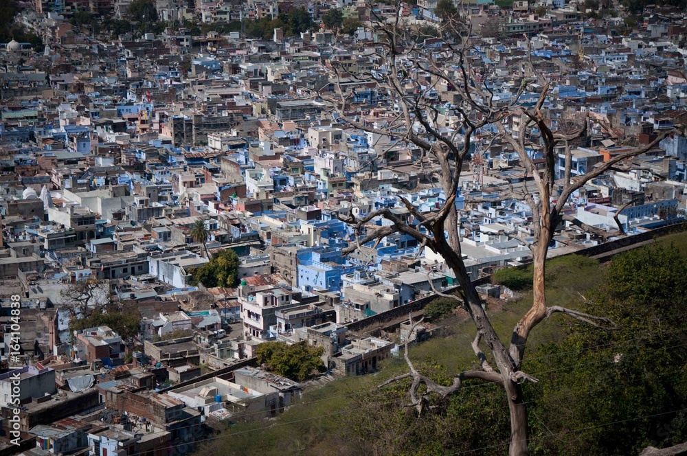 Naklejka premium Jodhpur arbre mort