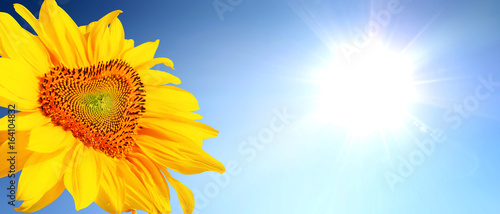 Fototapeta Naklejka Na Ścianę i Meble -  Wunderschöne Sonnenblume mit Form eines Herzens