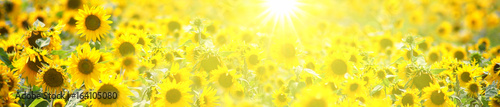 Fototapeta Naklejka Na Ścianę i Meble -  Wunderschöne Sonnenblumen