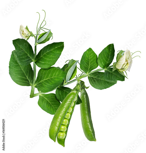  green peas with leaves on white