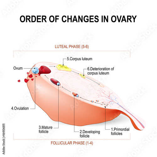 Order of changes in ovary