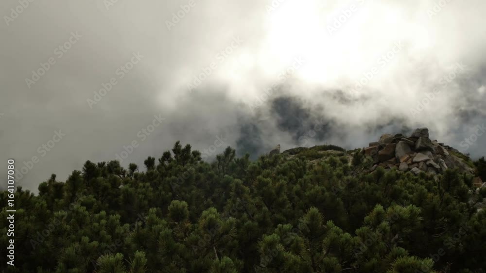 spruce with cones in mountain top on background of a rapidly running clouds. smooth movement spruce with cones in mountain top on background of a rapidly running clouds. smooth movement