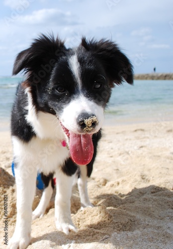Puppy standing on beach.