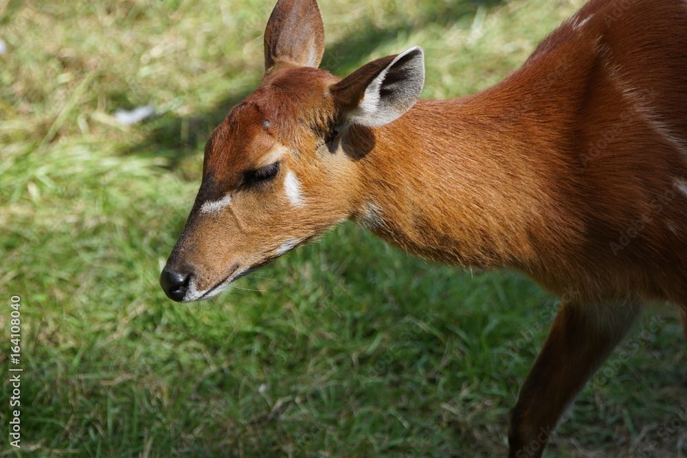 Fototapeta premium シタツンガ