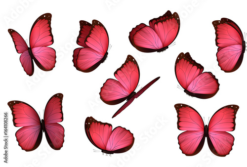 Set colorful isolated butterflies. View Insects Lepidoptera Morpho amathonte Vector illustration