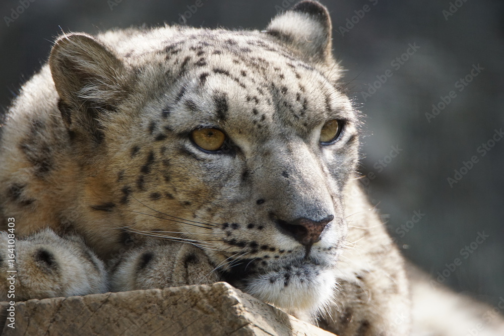 Naklejka premium ユキヒョウ