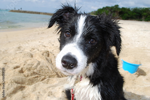 Puppy on Beach with pail