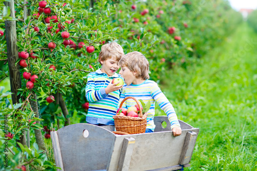 Two adorable happy little kids boys picking and eating red apples on organic farm