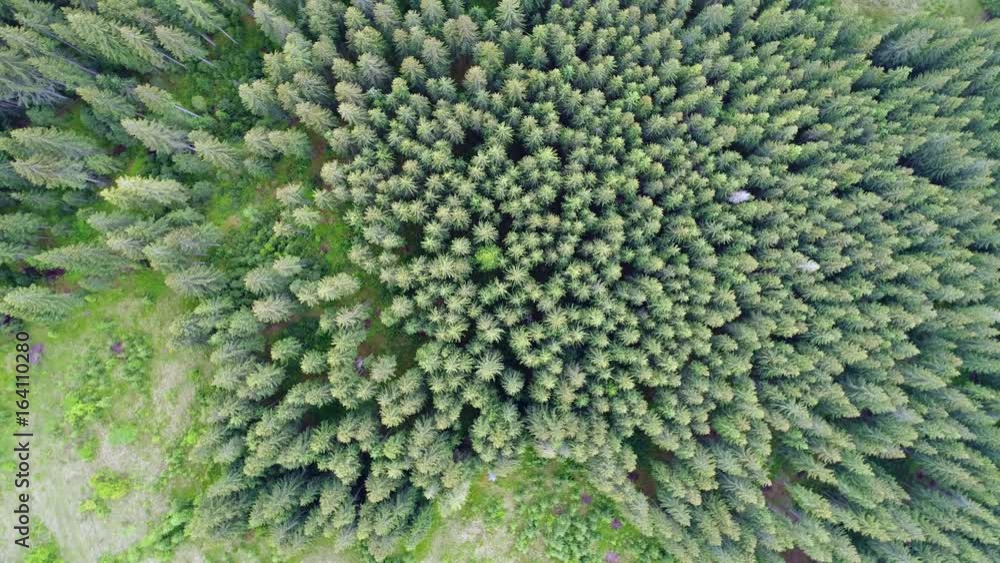 Aerial shot of green forest Aerial shot of green forest