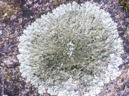 Salted shield lichen or crottle photo