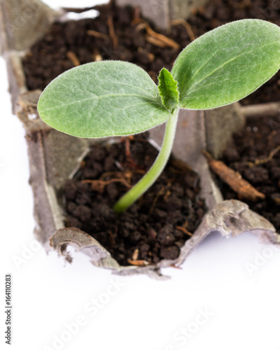 small squash plant