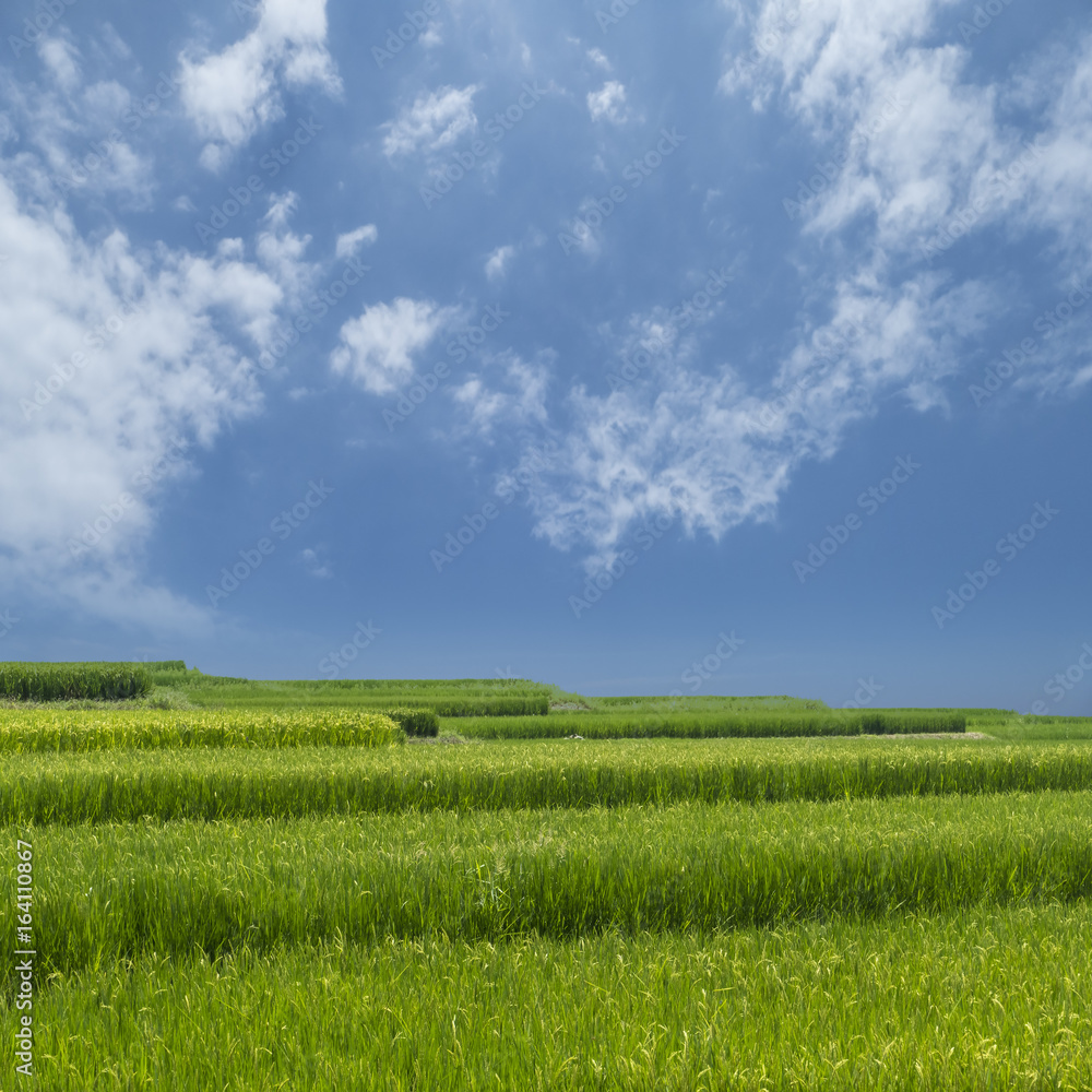 beacutiful sunny day with sea, flower of paddy beacutiful sunny day with sea, flower of paddy