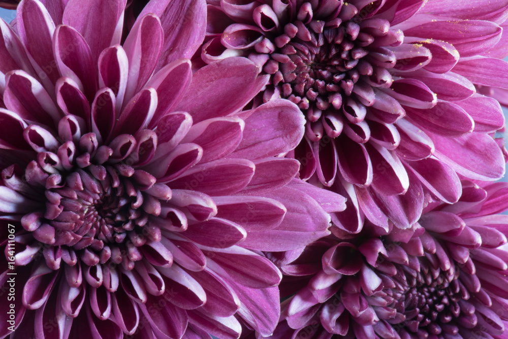 Close up of purple mums. Close up of purple mums.