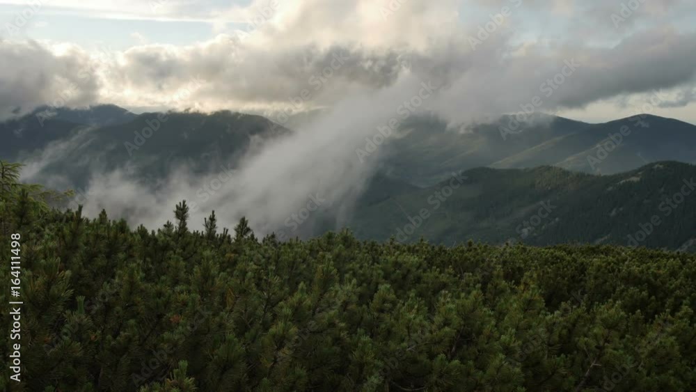 spruce with cones in mountain top on background of a rapidly running clouds. smooth movement spruce with cones in mountain top on background of a rapidly running clouds. smooth movement