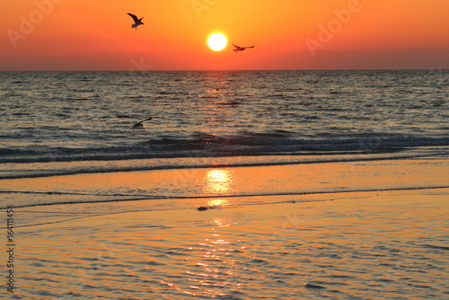 Birds at sunset, Siesta Key, Florida photo