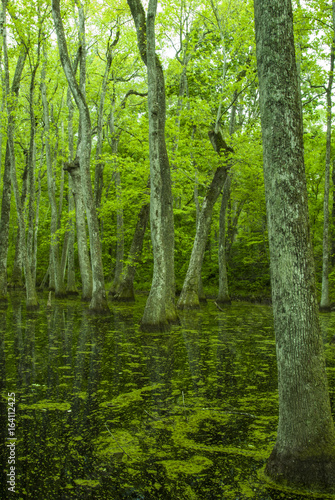 Fototapeta Naklejka Na Ścianę i Meble -  Cypress Swamp, Natchez Trace, MS