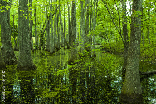 Cypress Swamp, Natchez Trace, MS © Jerry
