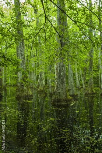 Cypress Swamp  Natchez Trace  MS
