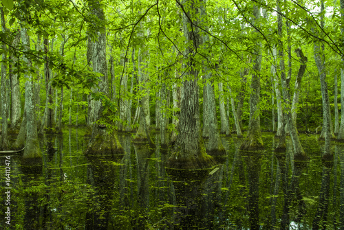 Cypress Swamp, Natchez Trace, MS