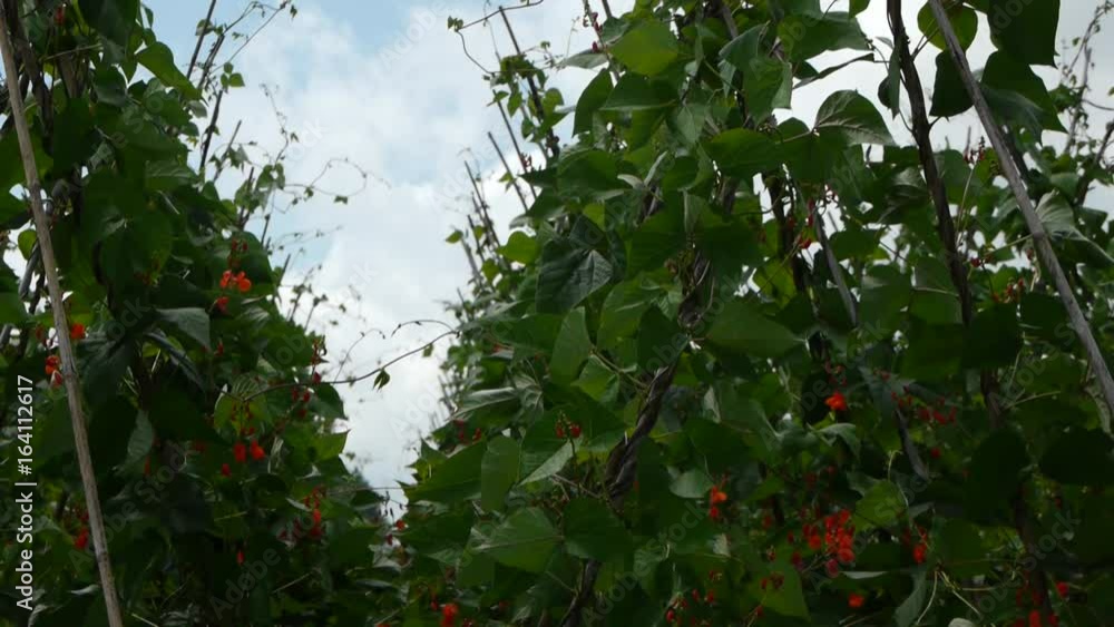 野菜畑 花豆 野菜畑 花豆