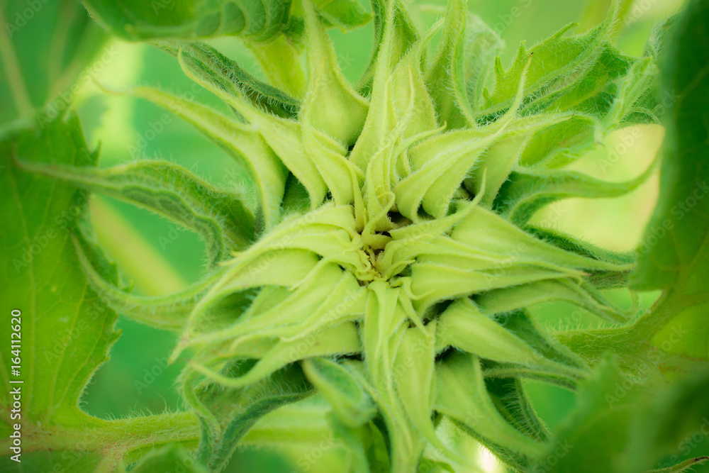 Obraz premium sunflower closeup