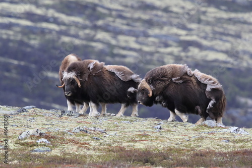 Muskox in Dovrefjell national park, Norway photo