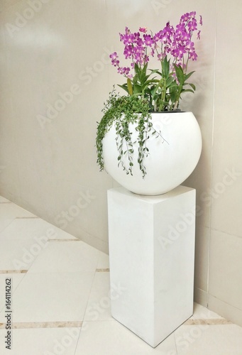 Beautiful pink orchid in the white vase 
