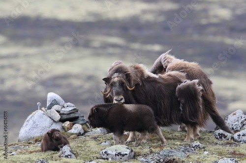 Muskox in Dovrefjell national park, Norway photo