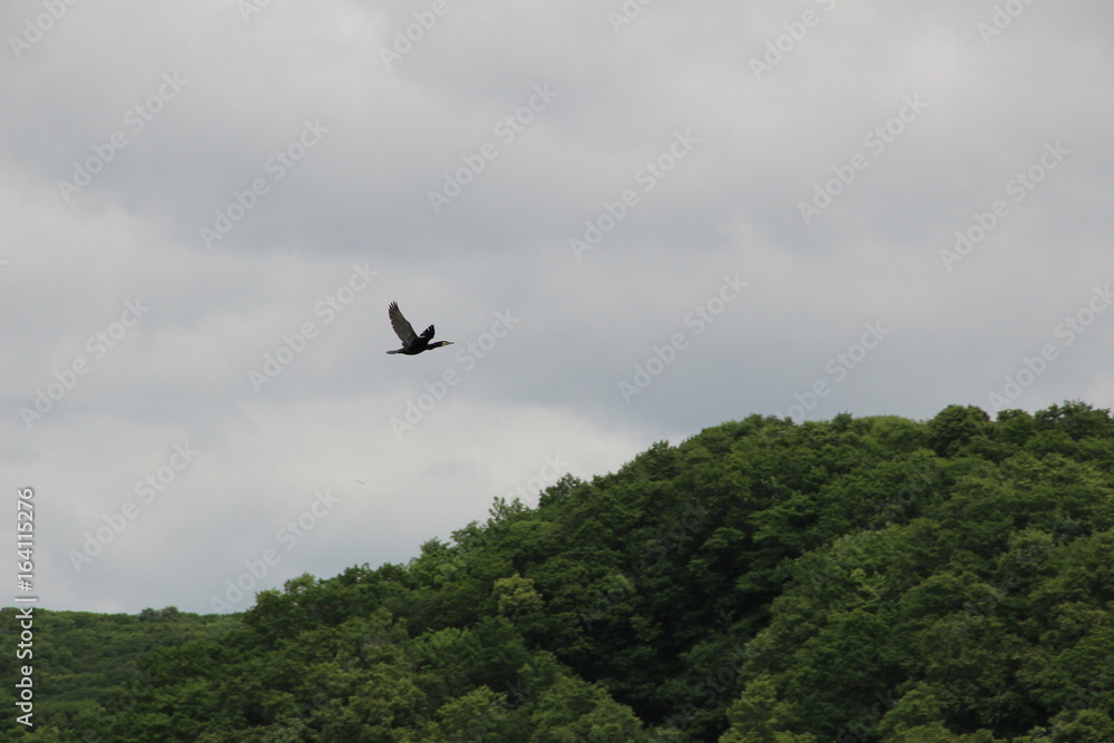 Fototapeta premium Bird, cormorant, fly, wings, sky, blue, gray, forest, nature, flight, air, mountain, trees, greens, eagle,