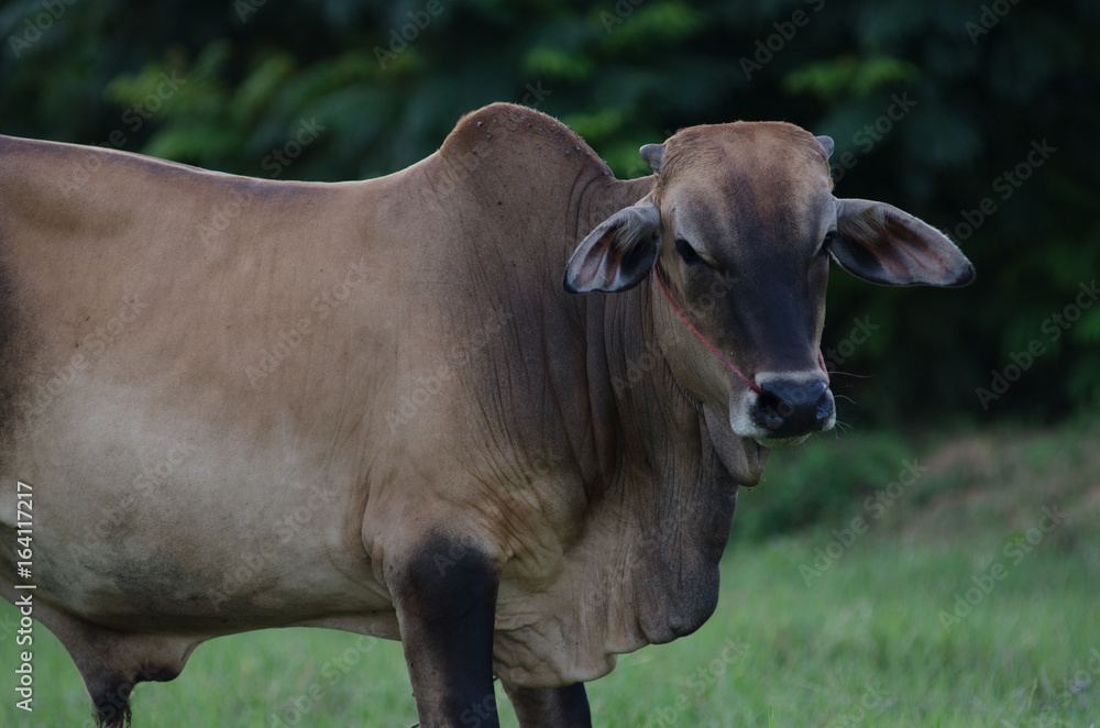 Cows grazing grass on a farm happily in the evening. Cows grazing grass on a farm happily in the evening.