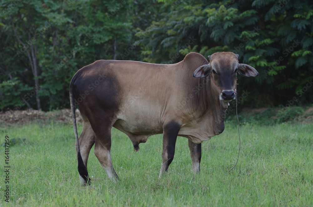 Cows grazing grass on a farm happily in the evening. Cows grazing grass on a farm happily in the evening.