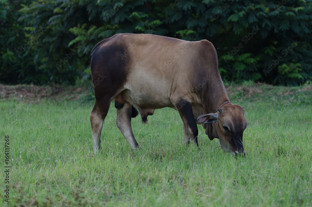 Cows grazing grass on a farm happily in the evening. Cows grazing grass on a farm happily in the evening.